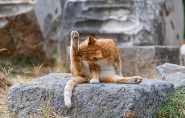 Кошка