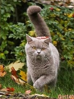 cats5pikt