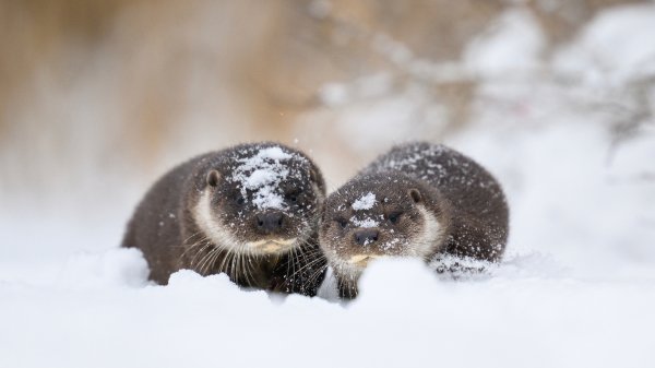 SnowOtters ROW0461006867 UHD