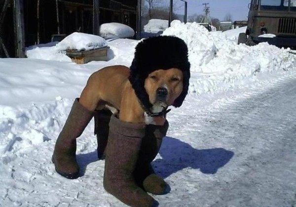 Собакен обои ПК