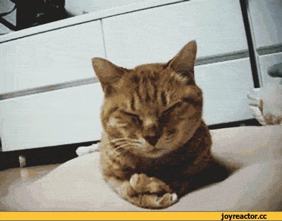 Kote