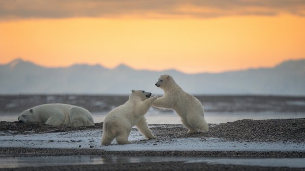 Детеныши белых медведей Pola Bear Cubs UHD обои 4К