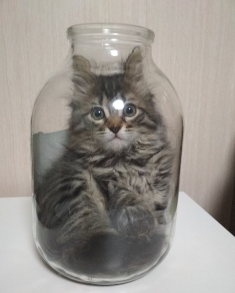 Кот в банке