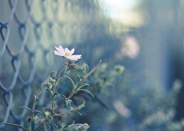 Img (18)