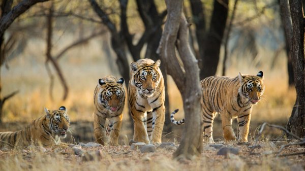 TigerFamily ROW4948587422 UHD