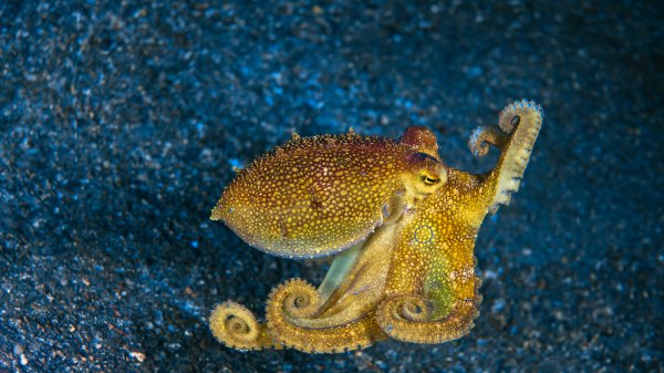 MototiOctopus ROW8930489347 UHD
