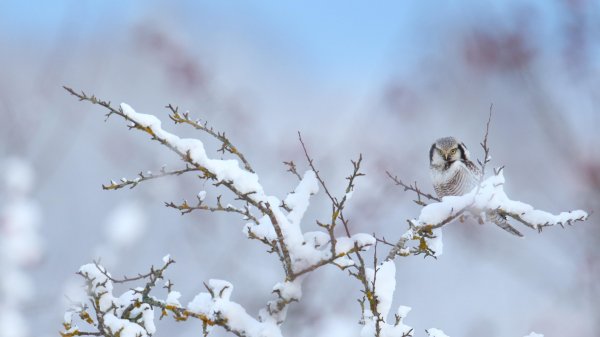 HawkOwl ROW3302676798 UHD