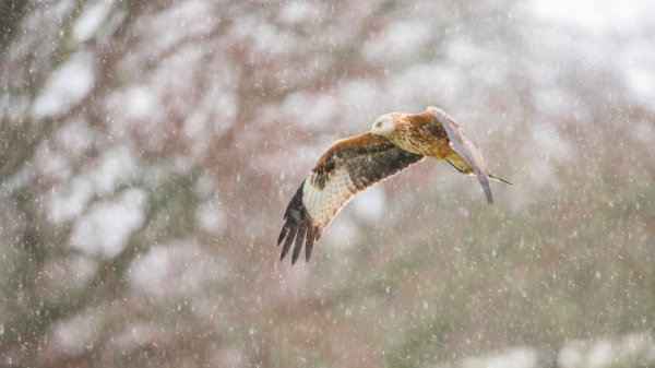 BigGardenBirdwatch2026 ROW3059488270 UHD