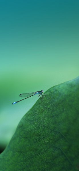 file_78836324