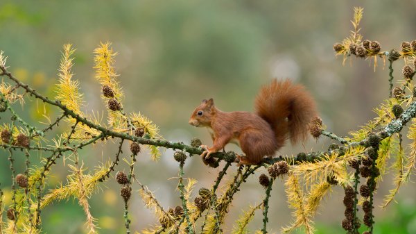 SquirrelNetherlands ROW1409430472 UHD