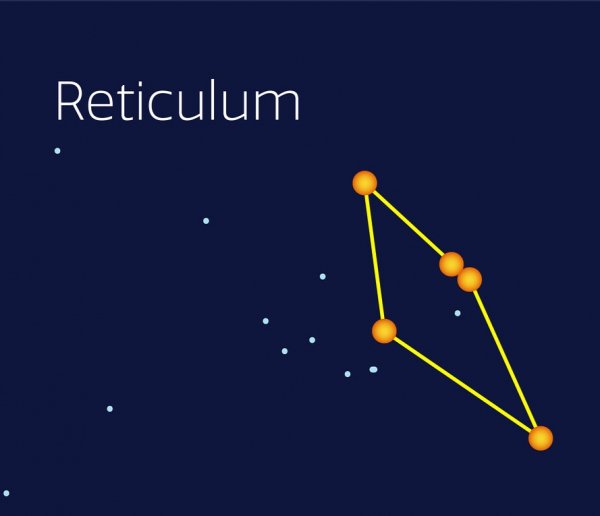 Reticulum