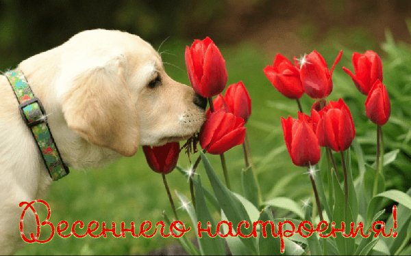 Весеннего настроения!