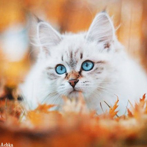 Файл #96048279