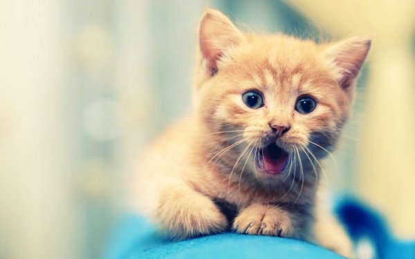 усы пасть лапы язык котенок. . file