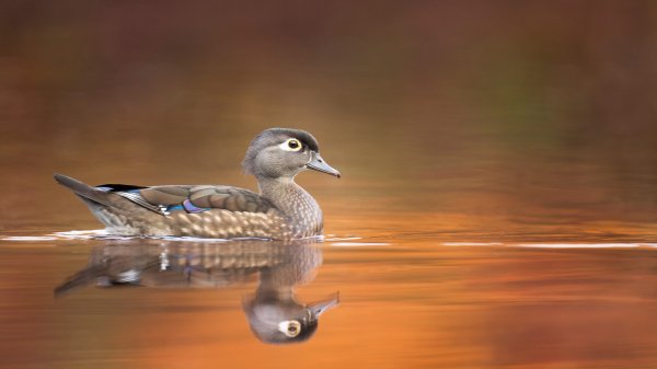 WoodDuckHen ROW9793950559 UHD
