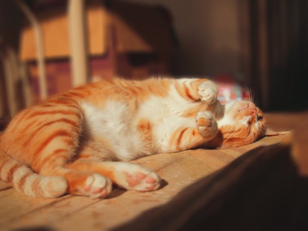 My belly just for you