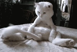 Kote i khvostik