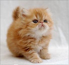 MY CAT