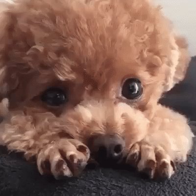 gif 1484479081
