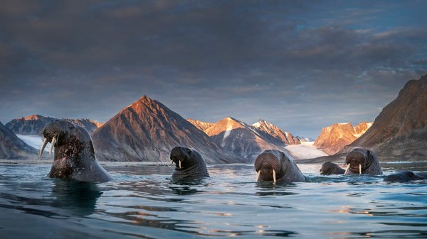 WalrusNorway ROW7949861182 UHD