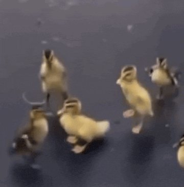 Birds