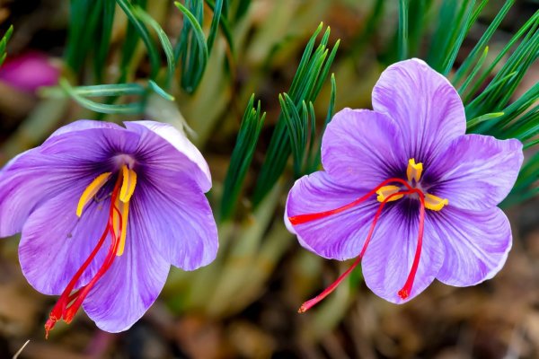 Шафран посевной (Crocus sativus)