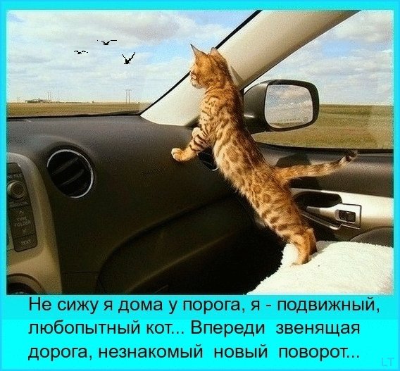 Кот-путешественник