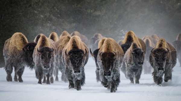 BisonSnow ROW8100762478 UHD