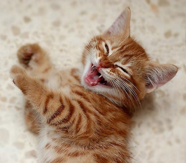 Кошка ....