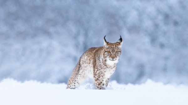 LynxSnow ROW2815737561 UHD