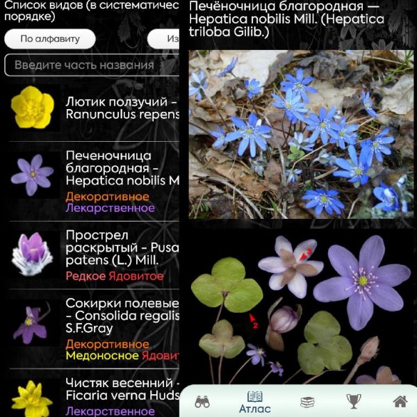 Цветы ПРО 1. 0. 1