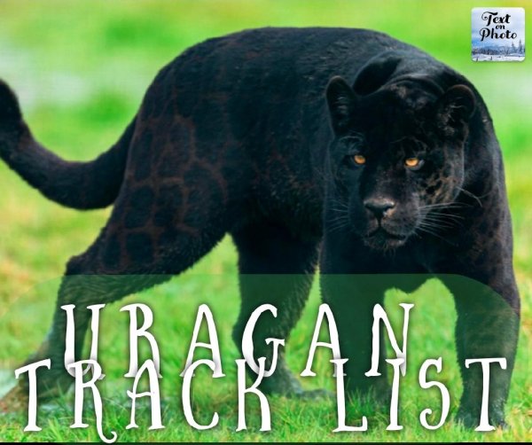 T. me/CARMUSIC_TG - Notorious (Cat Transition) - Maga