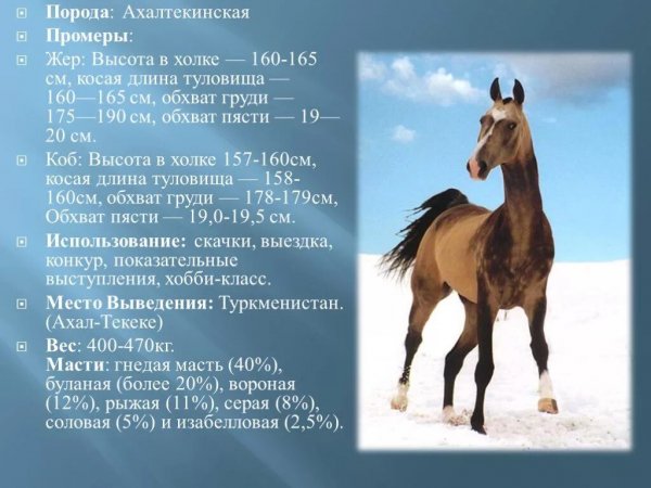 Ахалтекинская