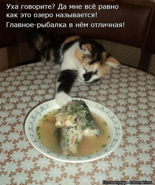 Уха говорите?