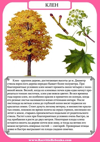 Клён