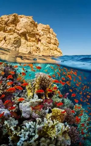 Красное море