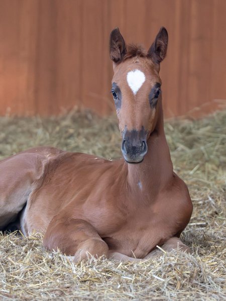 BEST HORSE