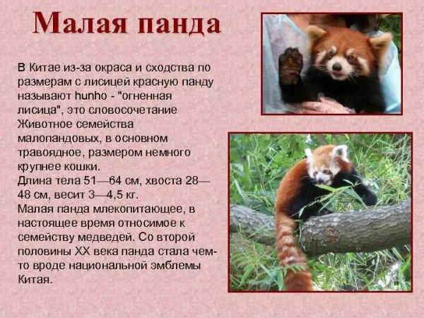 Малая панда