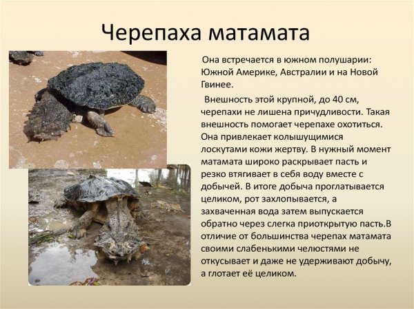 Черепаха матамата