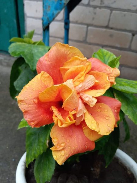 Фото 621