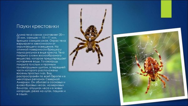 Пауки крестовики