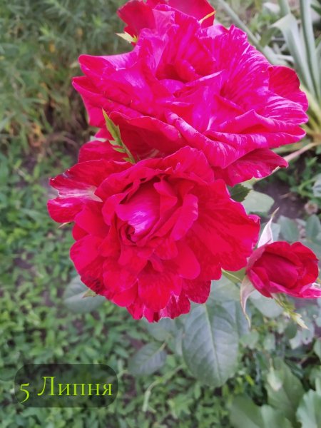 5 Липня