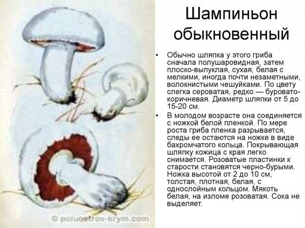 Шампиньон обыкновенный
