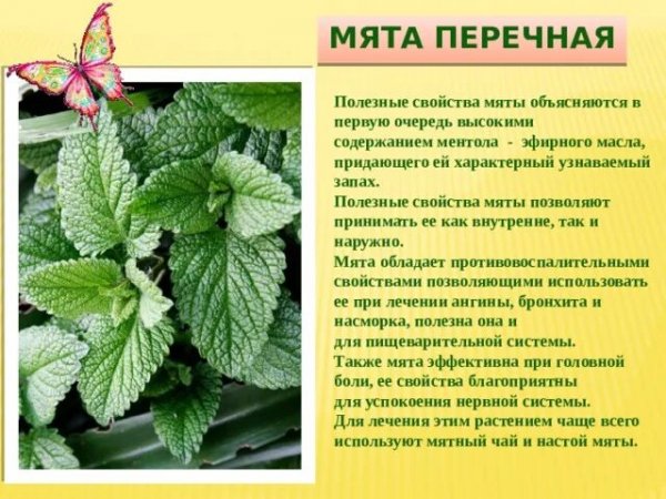 Мята перечная