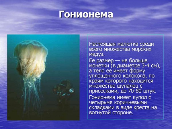 Гонионема