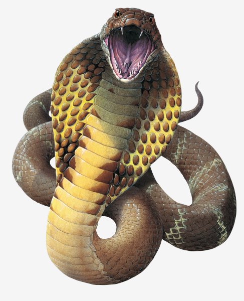 hotpng. com (9)
