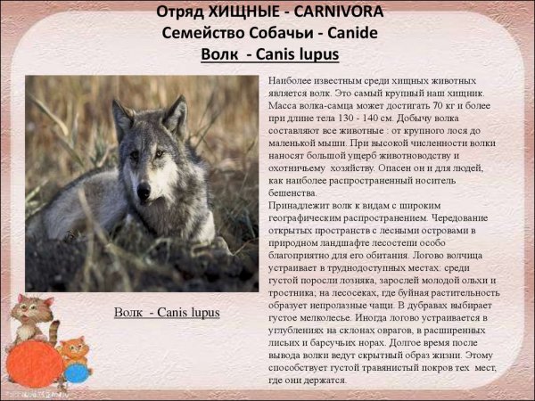 Волк