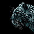 24757-chernyiy fon jivotnoe leopard.jpg
