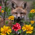 30536-priroda jivotnyie tsvetyi lisa nature animals flowers fox.jpg