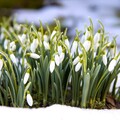 64768-cvety podsnezhniki vesna sneg.jpg